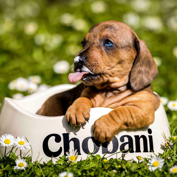 Chobani Australia Daily Dollop Dog Yogurt - Puppy in branded Chobani dog bowl